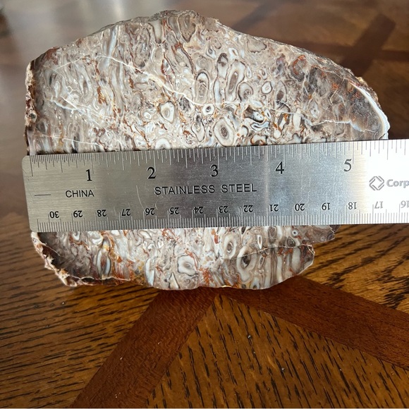 Rare Petrified Palm Root Fossil Stone California Home Decor Display Rock - Picture 8 of 15